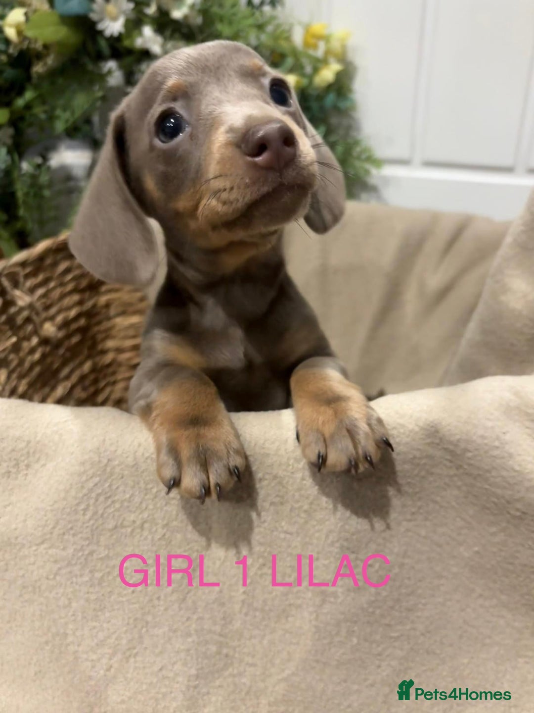 Miniature Dachshund dogs for sale: **MINIATURE DACHSHUND PUPPIES **  - Image 4