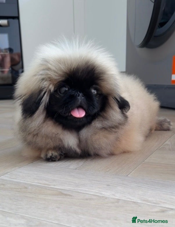 Pekingese dogs Outstanding Pekingese Girl - Advert 1