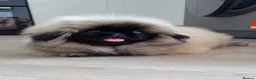 Pekingese dogs for sale: Outstanding Pekingese Girl in Warrington - Advert 1