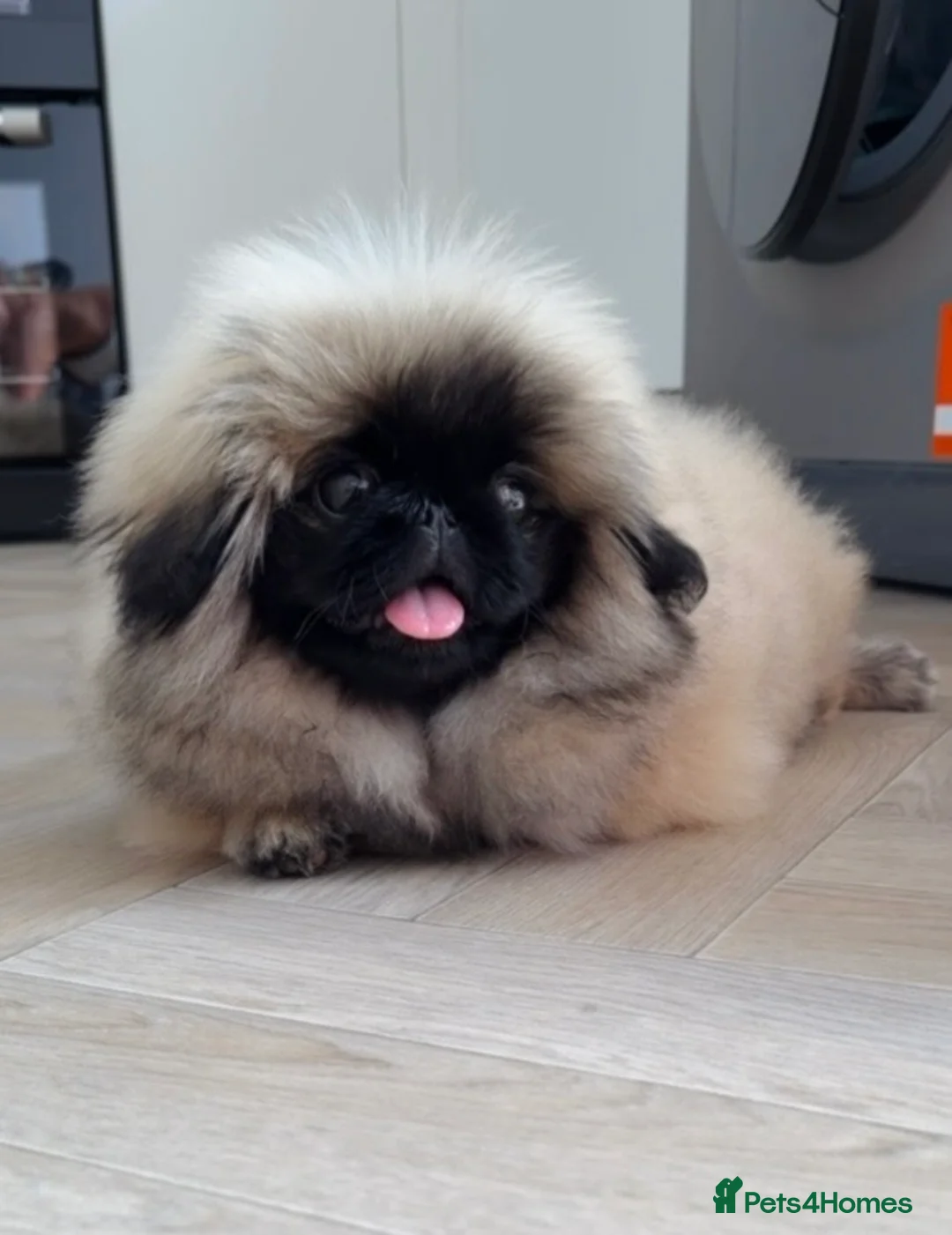 Pekingese dogs for sale: Outstanding Pekingese Girl in Warrington - Advert 1