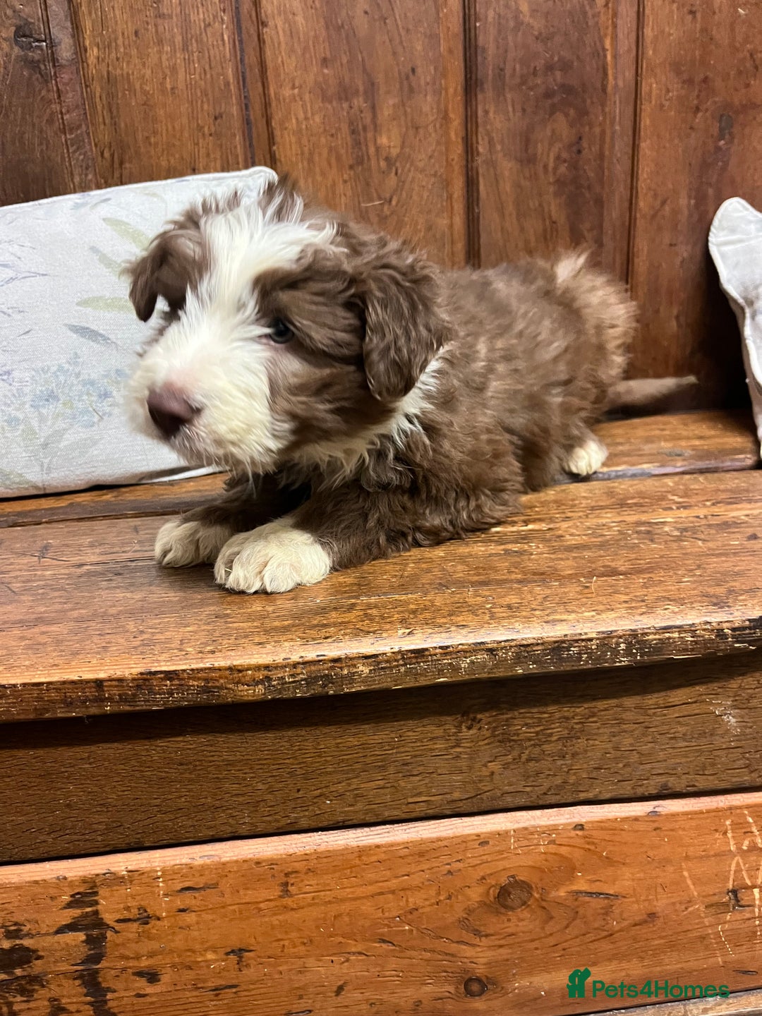 Bearded Collie dogs for sale: One Brown Beardie For Sale - Advert 9