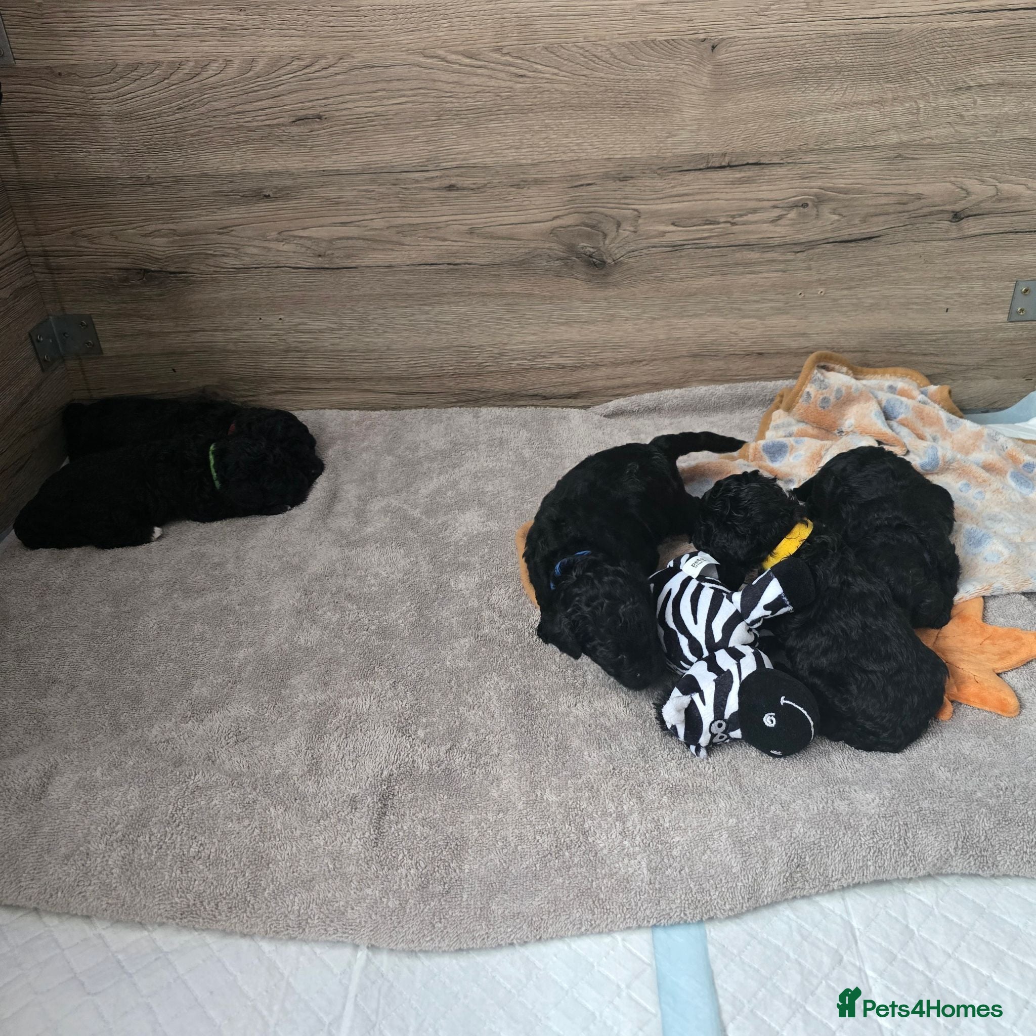 Shihpoo dogs ✨ F1B Shihpoo Puppies Looking for Forever Families - Advert 2