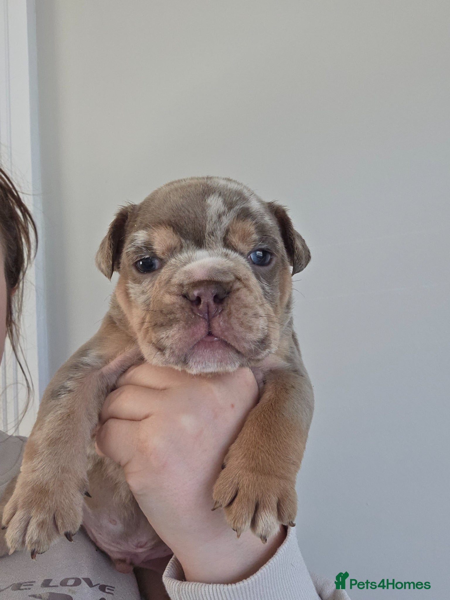 English Bulldog dogs british bulldog pups - Advert 2