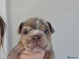 English Bulldog dogs british bulldog pups - Advert 2
