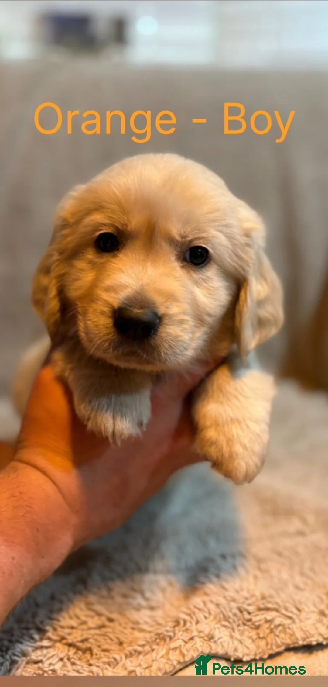 Golden Retriever dogs for sale: ⭐️ KC Registered Golden Retriever Puppies ⭐️ in Benfleet - Advert 1