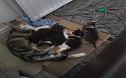 Mixed Breed cats for sale: Kittens For Sale - Image 9