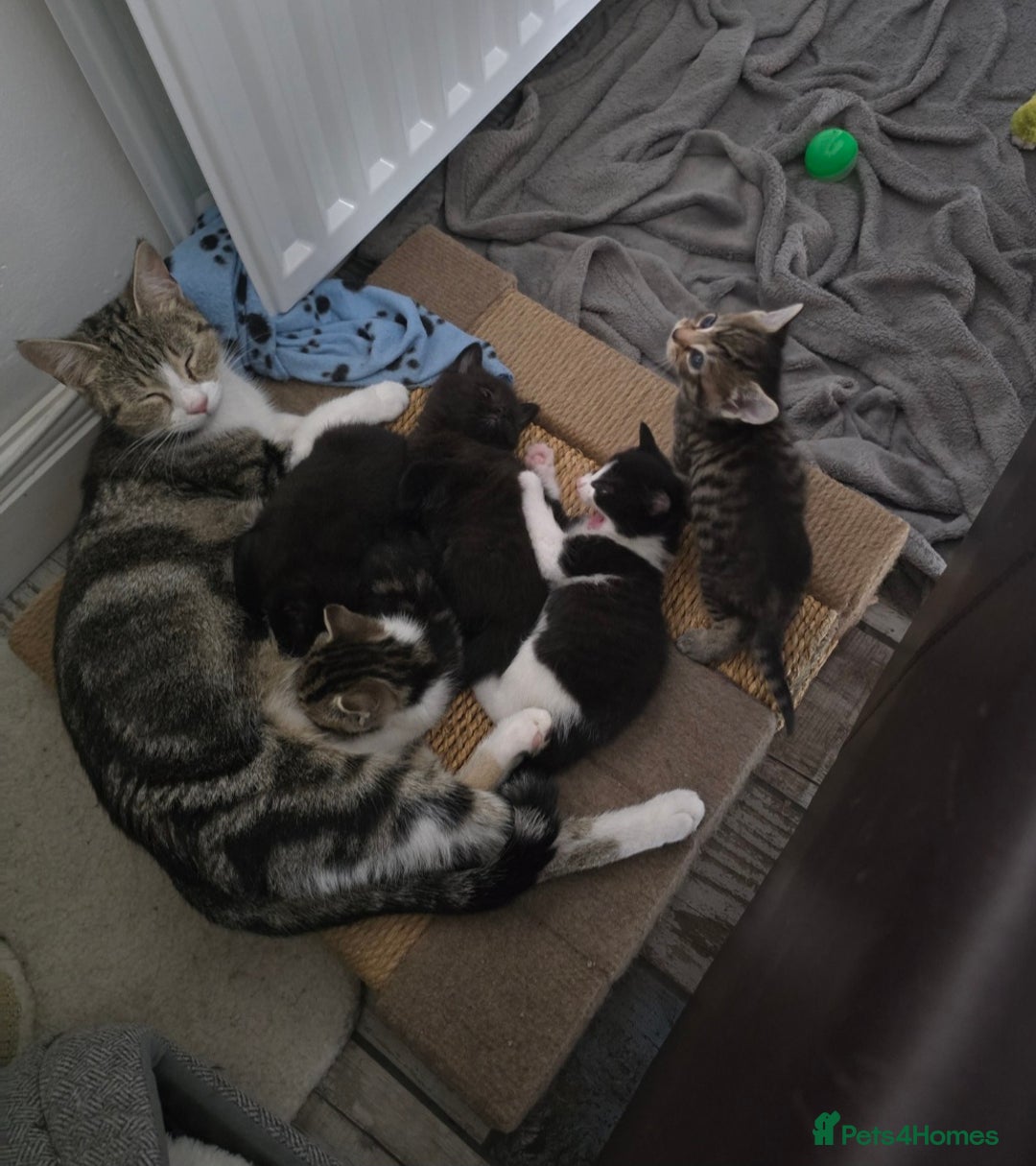 Mixed Breed cats for sale: Kittens For Sale - Image 9