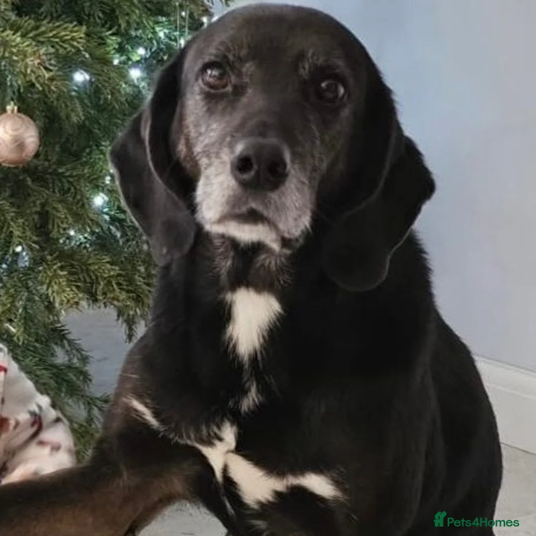Mixed Breed dogs for adoption: Jett (Labrador/Pointer mix) in High Wycombe - Advert 16