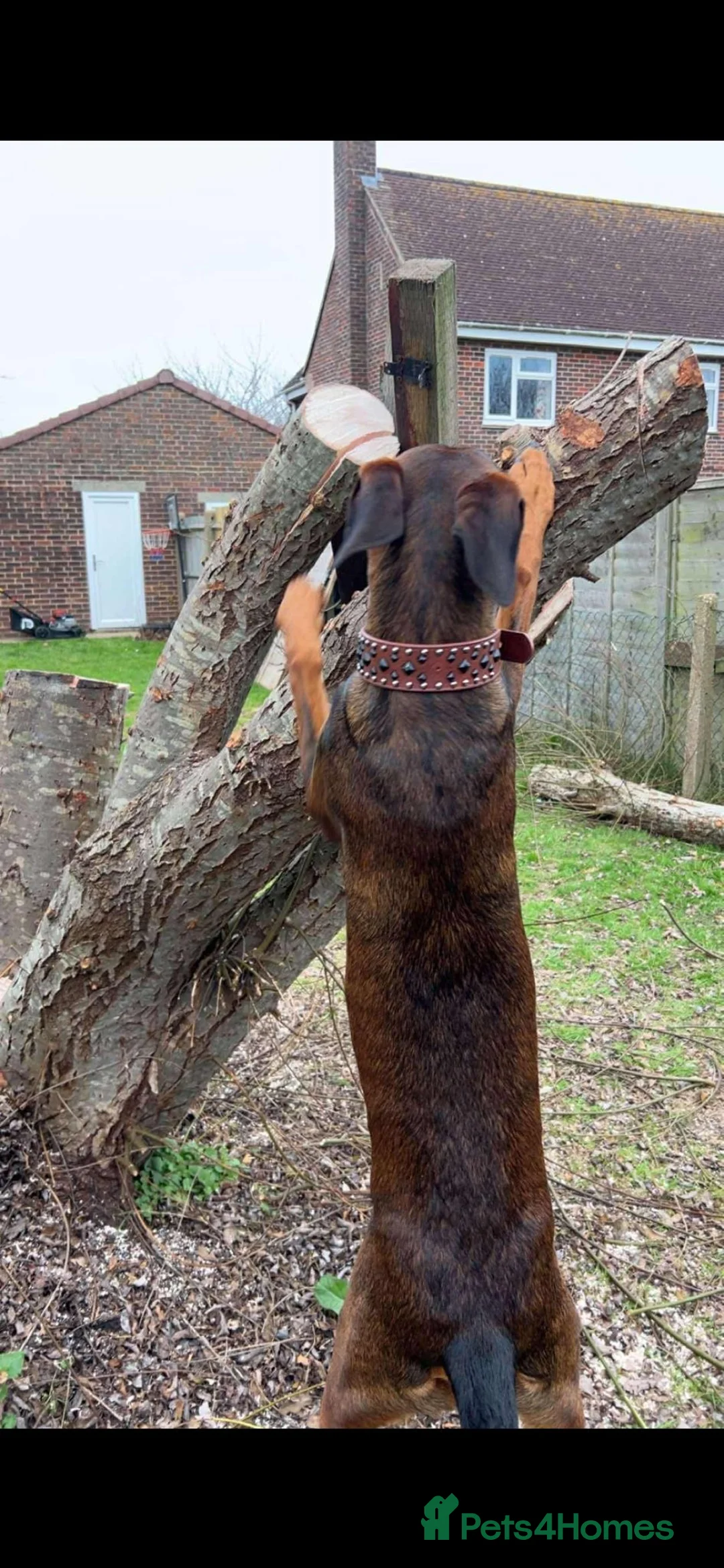 Mixed Breed dogs for sale: Doberman cross puppy  - Advert 5