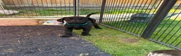 Labrador Retriever dogs for sale: Black dog Labrador puppy for sale in Preston - Advert 2