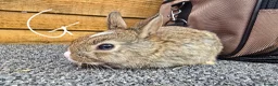 Mixed Breed rabbits for sale: Mixed breed rabbits  in Middlesbrough - Advert 4