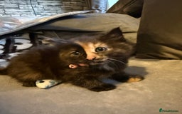 Mixed Breed cats for sale: Maincoon cross kittens - Image 5