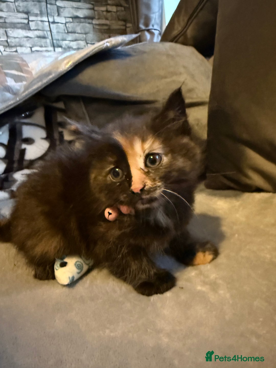 Mixed Breed cats for sale: Maincoon cross kittens - Image 5
