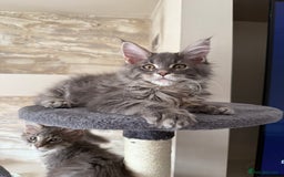 Maine Coon cats for sale: XL Russian Cubs 🇷🇺❤️ - Image 9