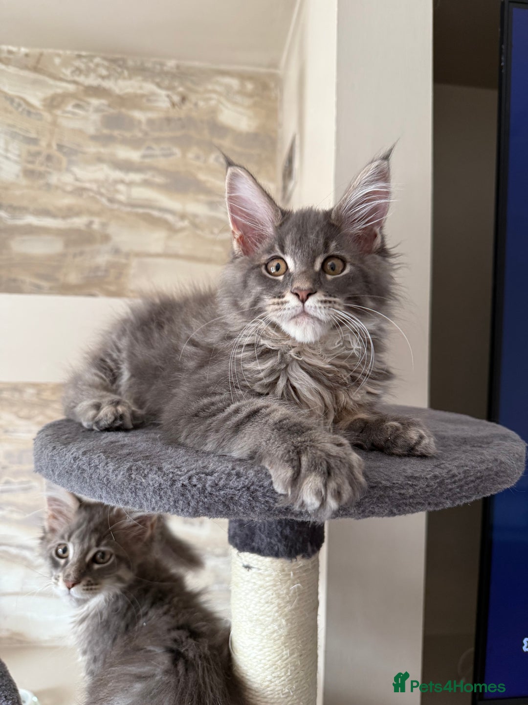 Maine Coon cats for sale: XL Russian Cubs 🇷🇺❤️ - Image 9
