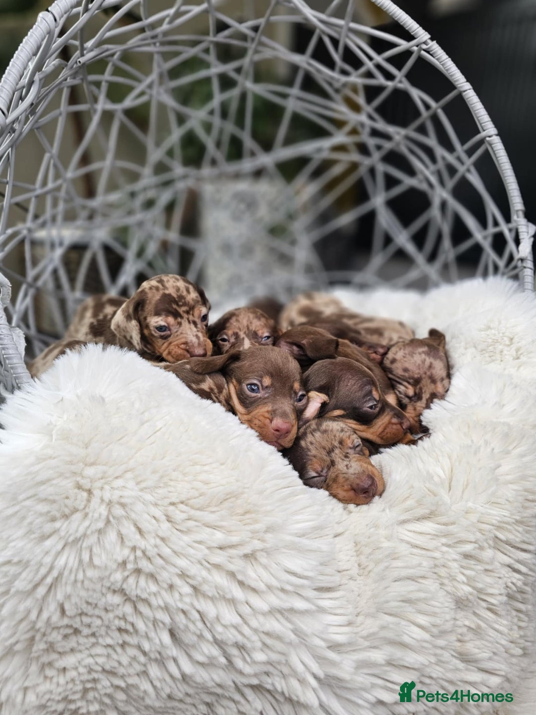 Dachshund dogs for sale: Beautiful Chocolate & Dapple Dachshund Pups - Image 7