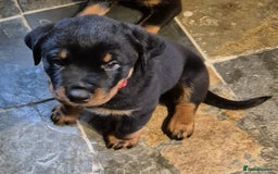 Rottweiler dogs for sale: Rottweiler Puppies in Great Yarmouth - Image 11