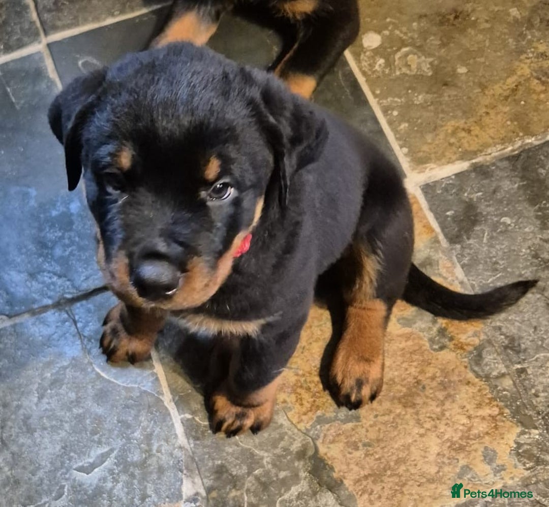 Rottweiler dogs for sale: Rottweiler Puppies in Great Yarmouth - Image 11