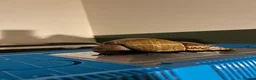 Snails invertebrates for sale: Giant African Land Snails in Derby - Advert 2