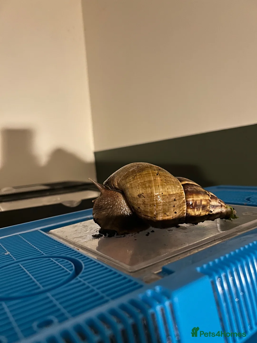 Snails invertebrates for sale: Giant African Land Snails in Derby - Advert 2
