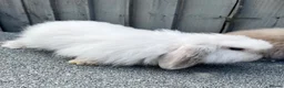 Mini Lop rabbits for sale: 🐰 Two Beautiful Female Lop Bunnies 🐰 - Advert 5