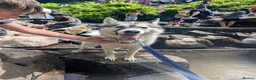 Mixed Breed dogs for stud: STUD HUSKY/MALAMUTE MIX - Advert 2