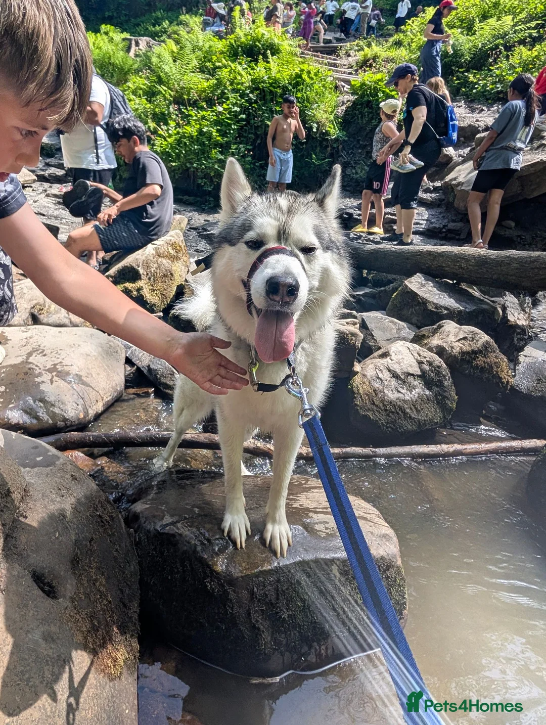 Mixed Breed dogs for stud: STUD HUSKY/MALAMUTE MIX - Advert 2