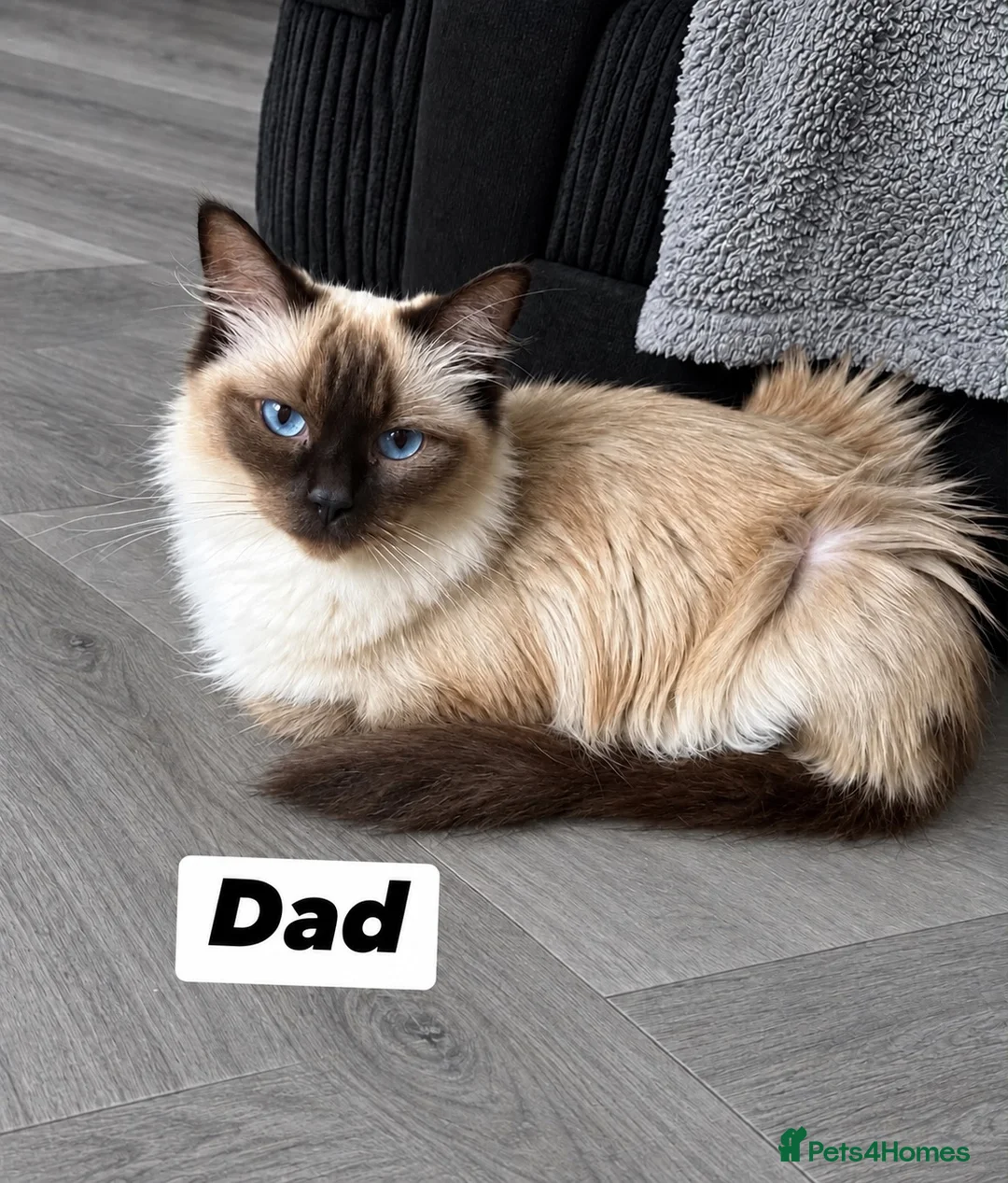 Ragdoll cats for sale: Last ragdoll kitten  - Advert 10
