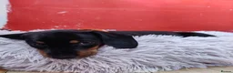 Miniature Dachshund dogs for sale: Beautiful home-reared Miniature Dachshund Puppies - Advert 21