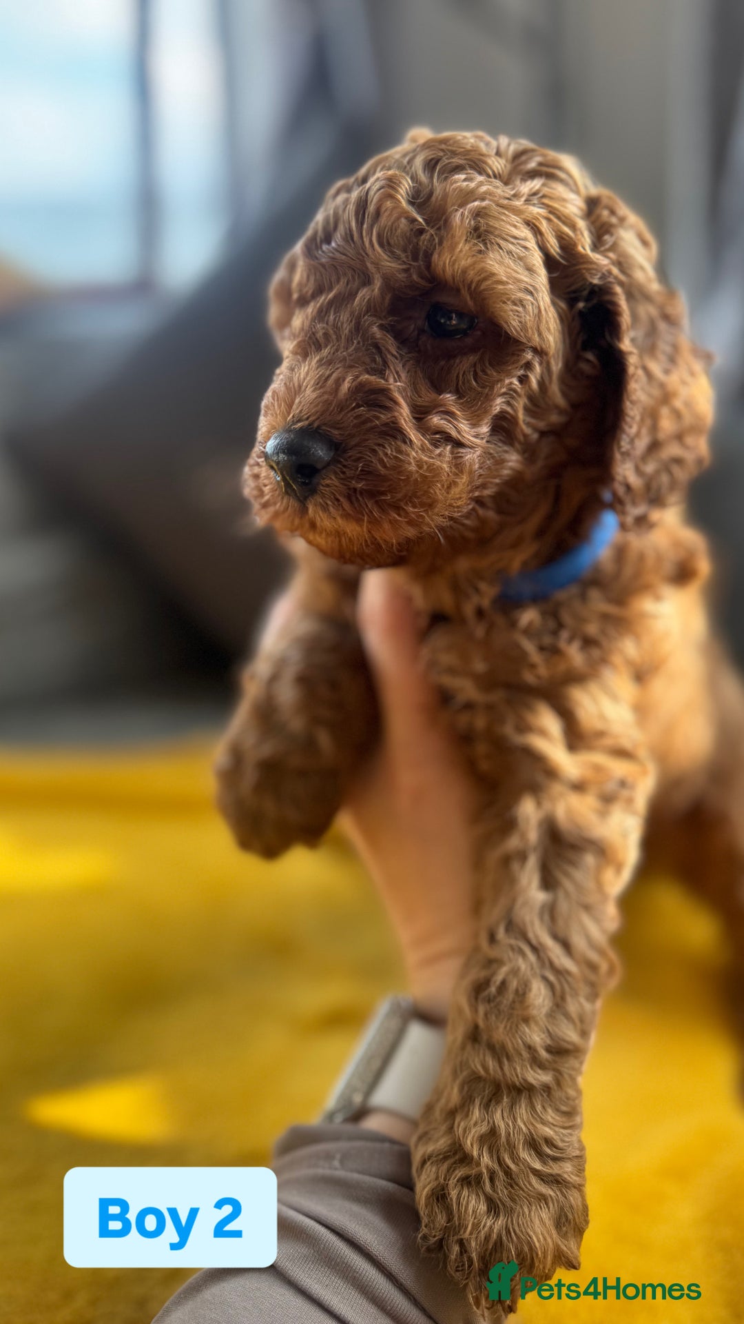 Miniature Poodle dogs for sale: Beautiful red miniature poodle KC Registered  - Image 4