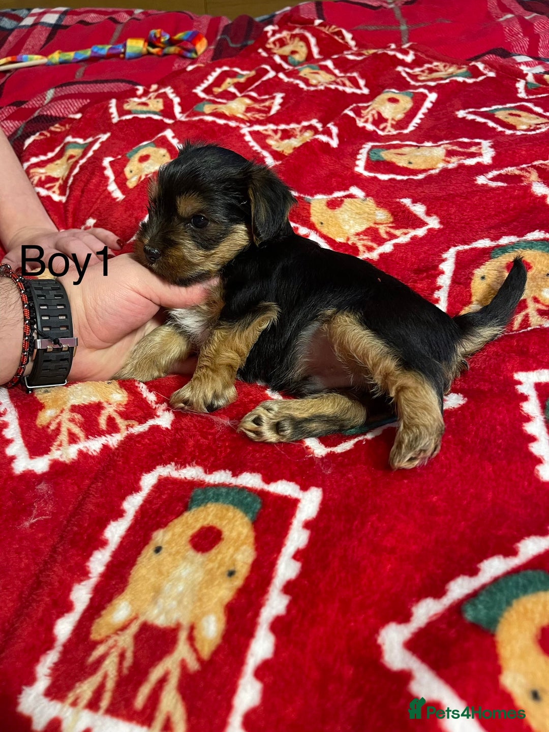 Yorkshire Terrier dogs for sale: Yorkshire Terrier pure bread - Advert 12