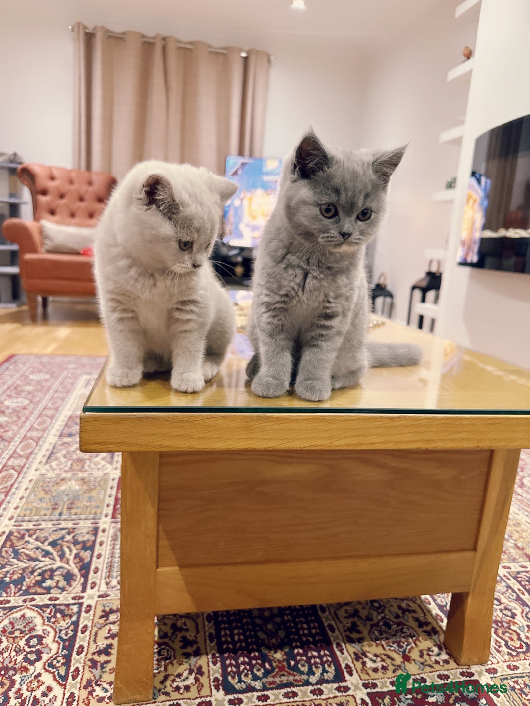 British Shorthair cats for sale: 2 female British short hair - Advert 10