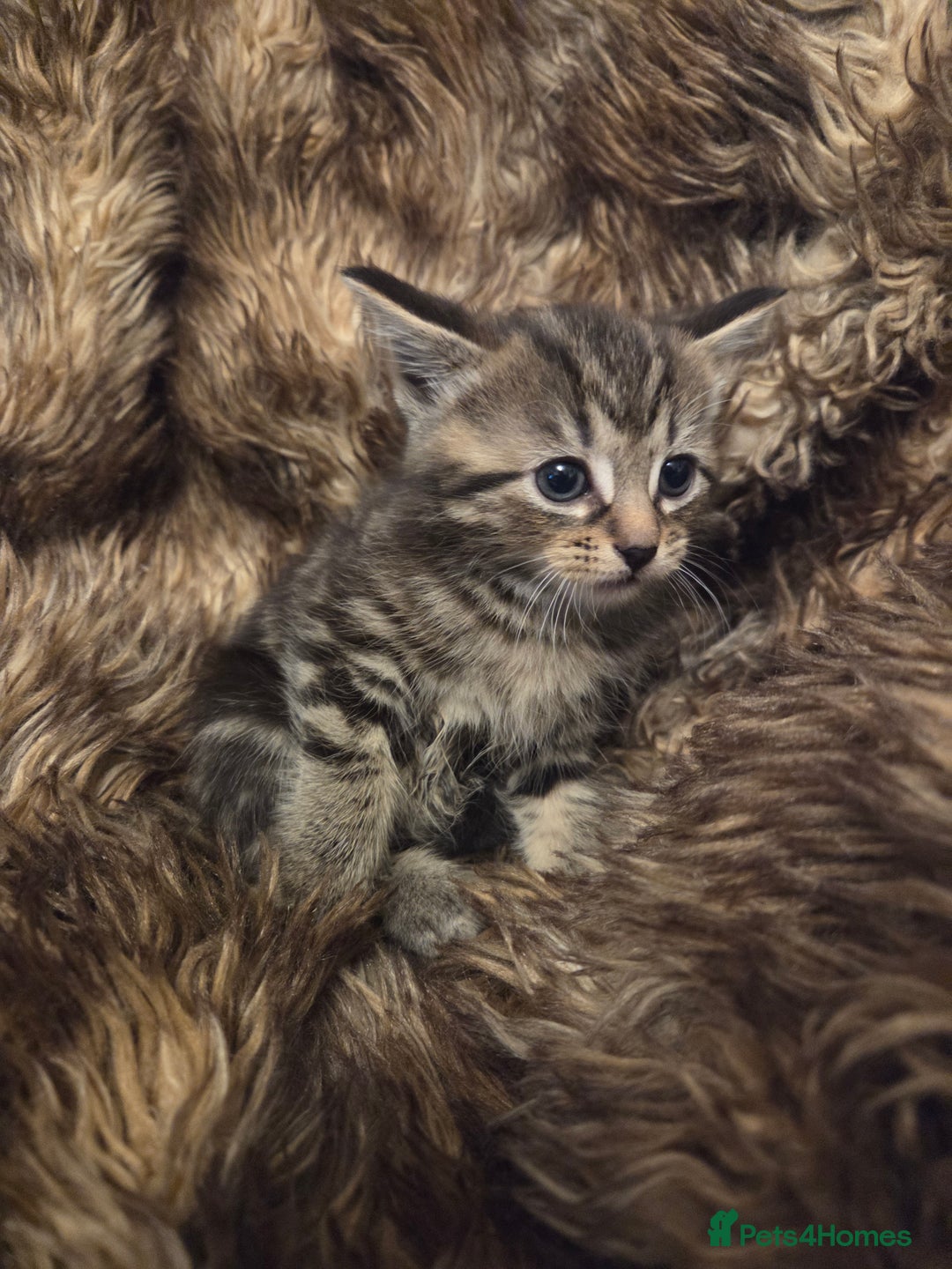 Mixed Breed cats for sale: 5 Adorable Kittens Ready for New Homes! - Image 14