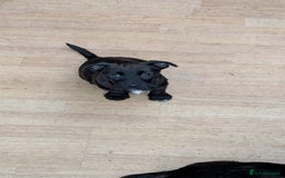 Mixed Breed dogs for sale: Last 3 mixed breed puppies available  - Image 10
