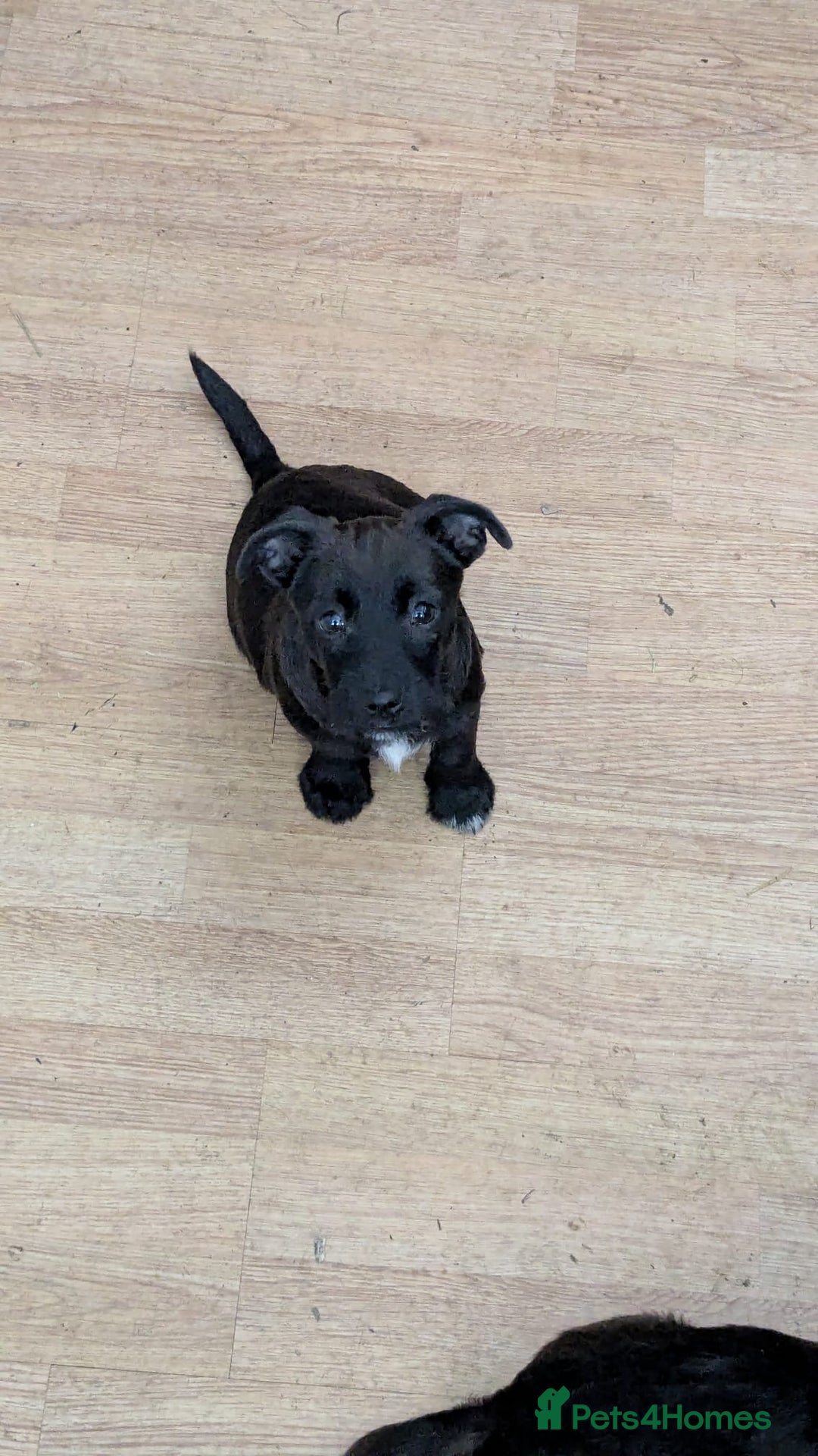 Mixed Breed dogs for sale: Last 3 mixed breed puppies available  - Image 10