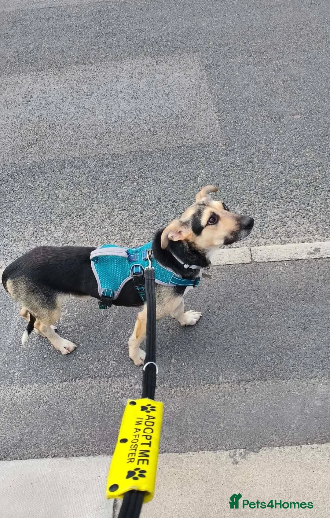 Mixed Breed dogs for adoption: ANTONIO - FOR ADOPTION  in Southport - Advert 10