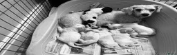 Cavachon dogs for sale: Gorgeous F1 Cavachon’s  - Advert 2