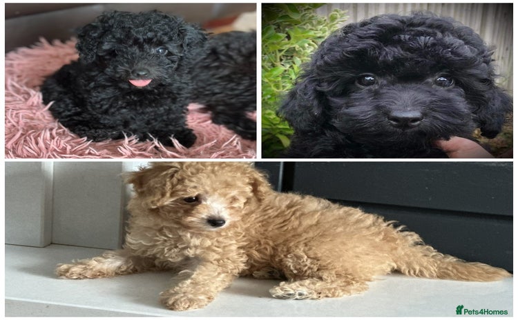 Toy Poodle dogs - Advert 1