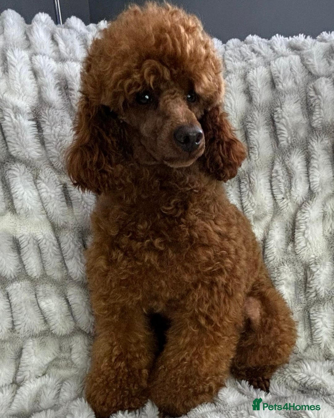 Toy Poodle dogs for sale: 2 TINY BOYS LEFT kc registered deep red toy poodle - Advert 11