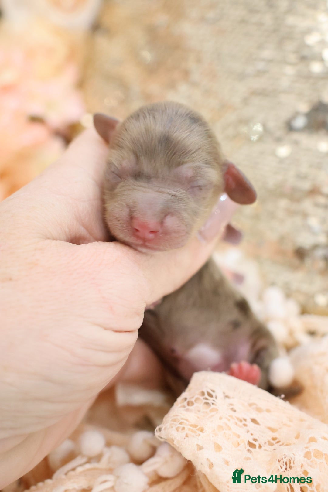 Miniature Dachshund dogs for sale: KC Longhair Miniature Dachshund Puppies - Advert 15