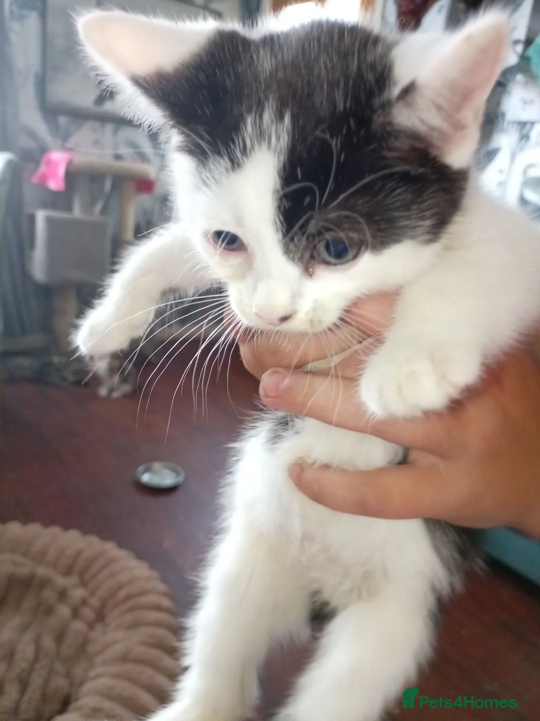 Mixed Breed cats for sale: Gorgeous female kittens ready now - Advert 6