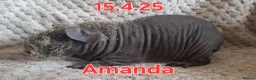 Guinea Pig rodents for sale: Skinny pig sows - Advert 10