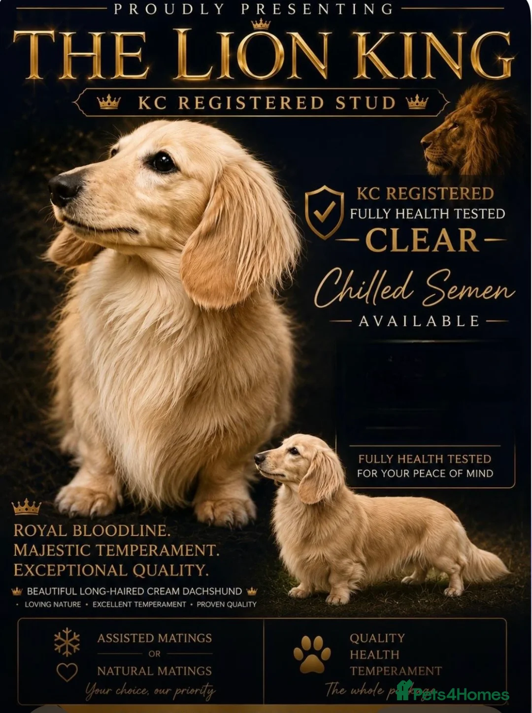 Miniature Dachshund dogs for sale: KC REG Miniature LH Dachshund puppies for sale  - Advert 1