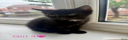 Mixed Breed cats for sale: Mixed Breed kittens for sale in Sunderland - Advert 12