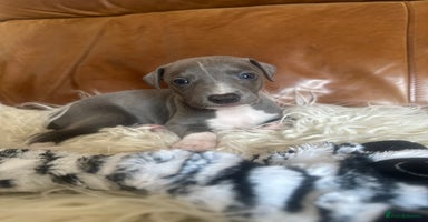 Mixed Breed dogs - Advert 1