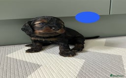 Cavapoo dogs for sale: F1 Cavapoo Puppies from Heath Tested Parents - Image 2