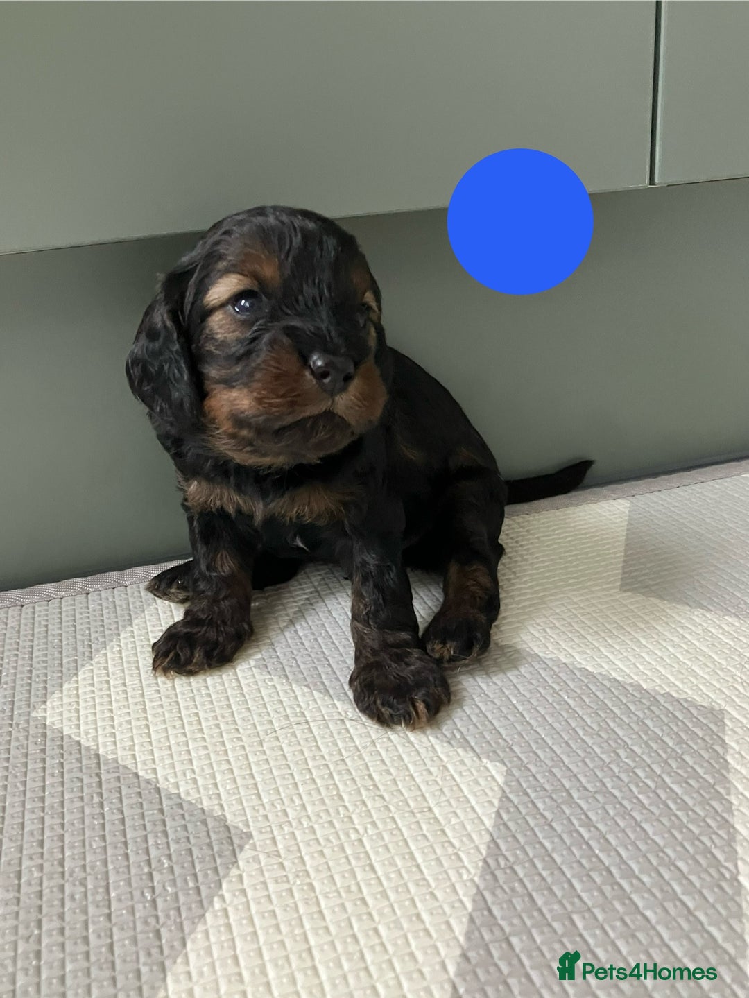 Cavapoo dogs for sale: F1 Cavapoo Puppies from Heath Tested Parents - Image 2