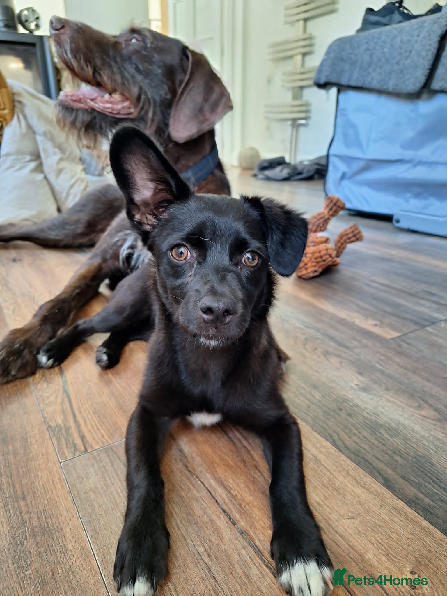 Mixed Breed dogs Loris  - Advert 3