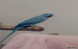 Ringnecks birds for sale: Bonded pair  - Image 3