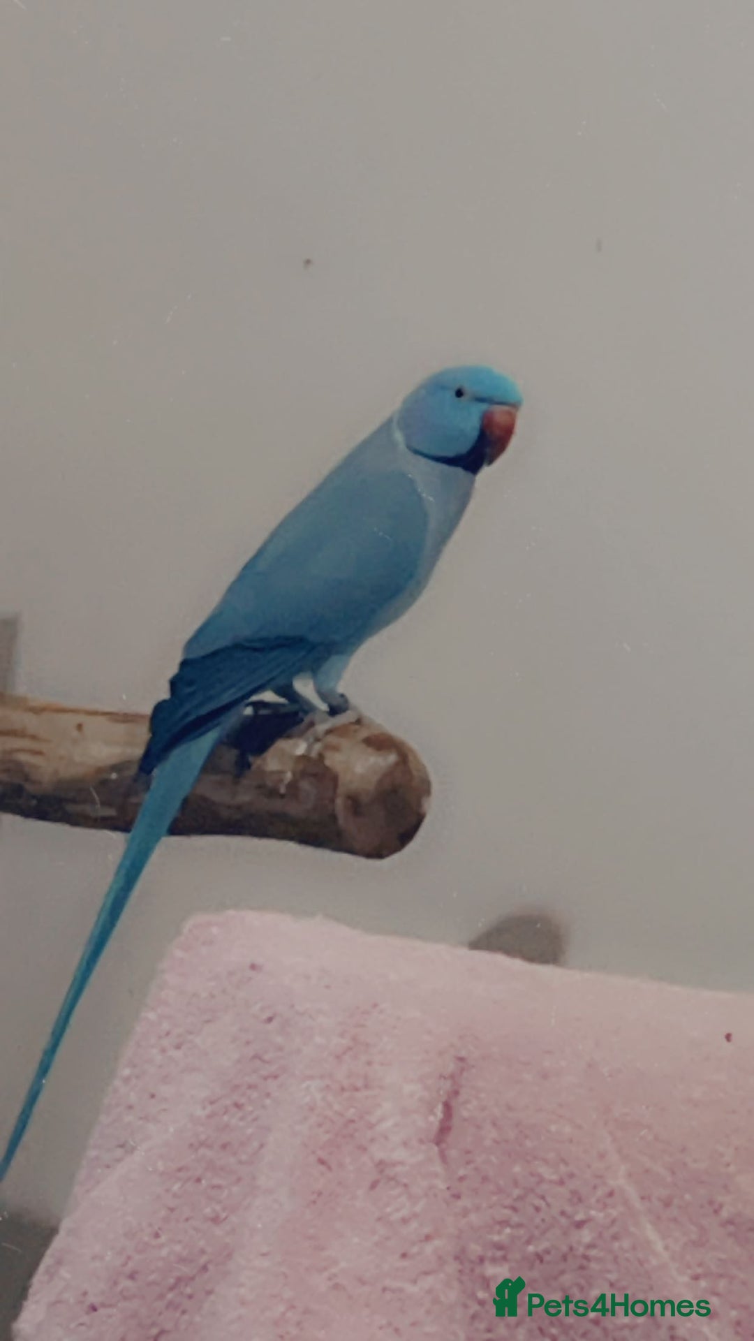 Ringnecks birds for sale: Bonded pair  - Image 3